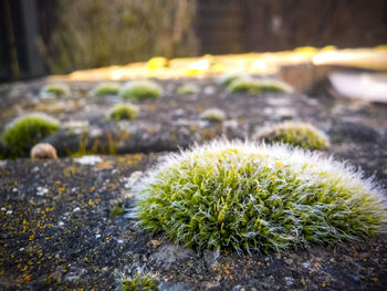 Close-up of plants