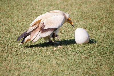 Vulture by egg on over grassy field