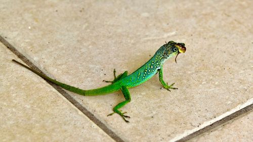 Lizard on the wall