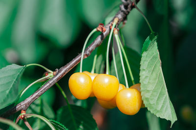 Yellow cherry at tree . cherry tree with sweet fruits