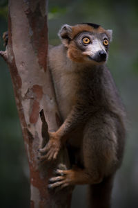 Close-up of lemur hanging on tree