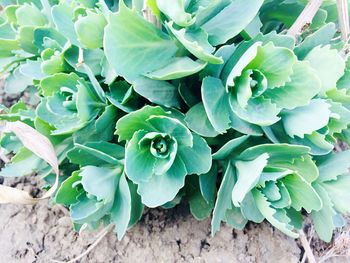 High angle view of succulent plant