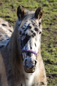 Close-up portrait of horse on field