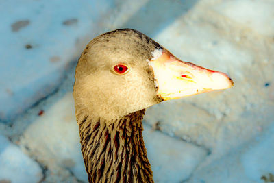 Close-up of a bird