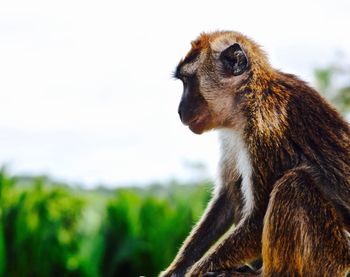 Close-up of monkey looking away against sky