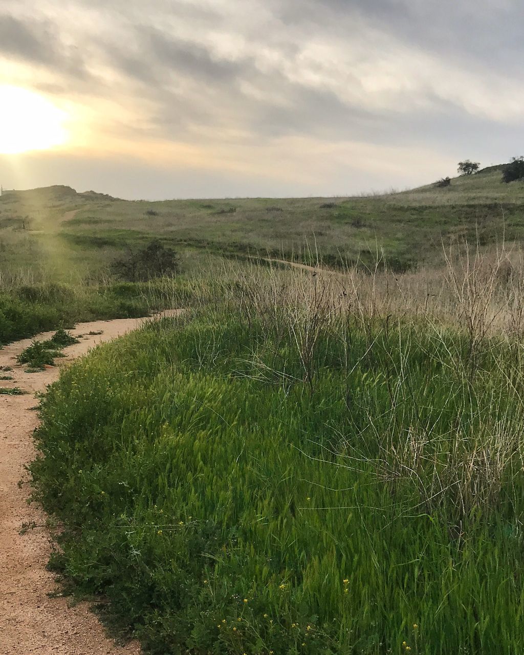 sky, landscape, tranquil scene, plant, land, environment, grass, tranquility, field, beauty in nature, scenics - nature, cloud - sky, nature, growth, no people, non-urban scene, green color, day, outdoors, footpath, timothy grass, trail