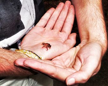 High angle view of tiny frog on palm