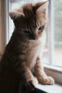 Orange kitten in window