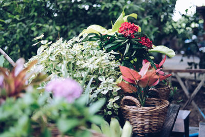 Flower and green plant leaves in wicker basket decorating on terrace balcony