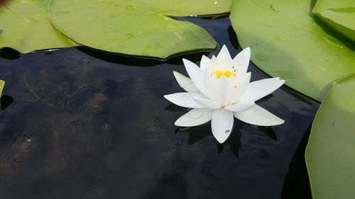 Water lily in lake