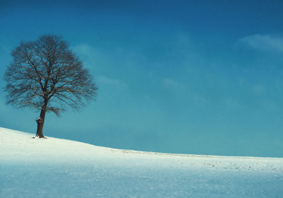 Bare tree on snow covered landscape against blue sky