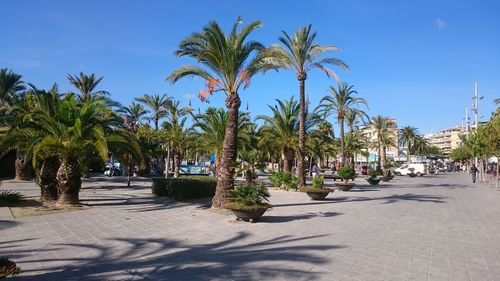 Palm trees on walkway against sky