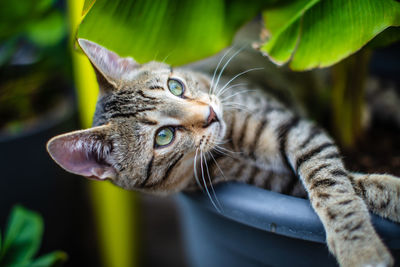 Close-up portrait of a cat