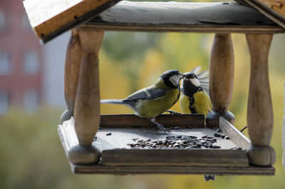 Close-up of birds perching on wooden table