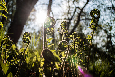 Close-up of plants against trees