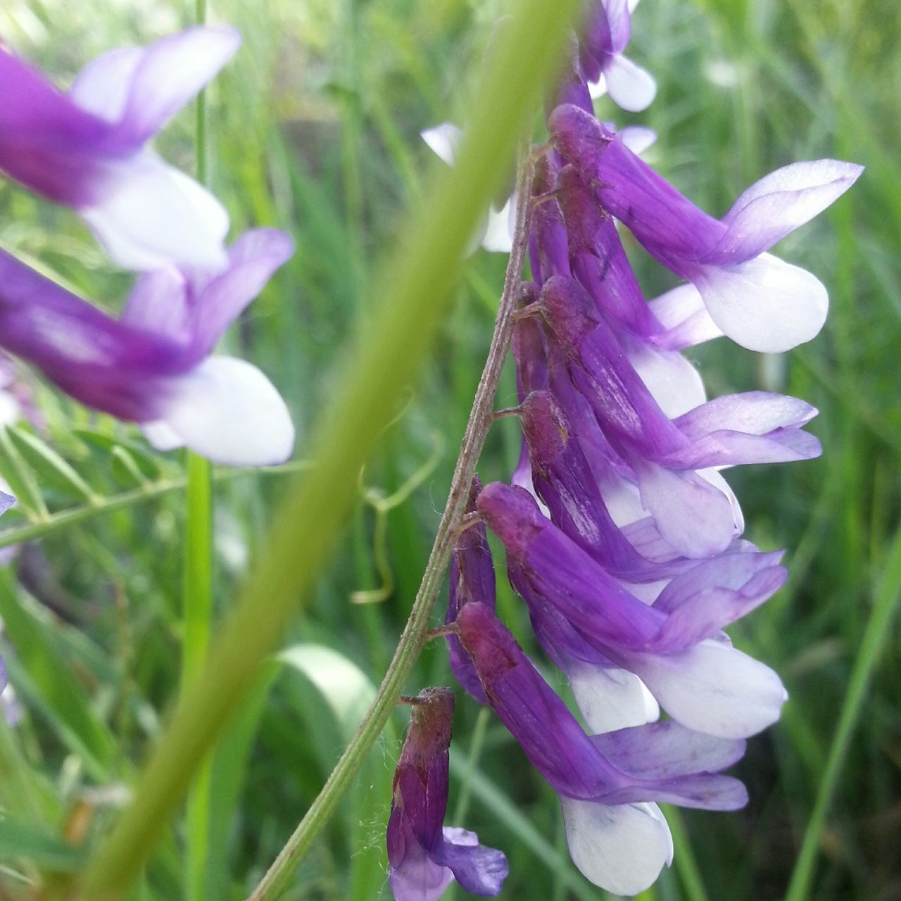 flower, freshness, petal, fragility, purple, growth, flower head, focus on foreground, close-up, beauty in nature, plant, blooming, nature, stem, in bloom, field, selective focus, day, outdoors, no people