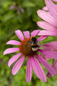 Close-up of bee pollinating on pink flower