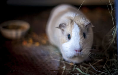 Close-up of hamster