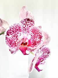 Close-up of pink orchids against white background