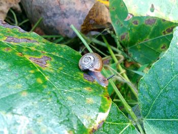 Close-up of snail on leaf