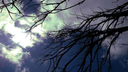 Low angle view of silhouette tree against sky