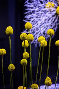 Close-up of yellow flowering plants