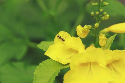 Close-up of insect on yellow flower