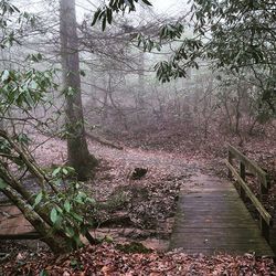 Trees in forest