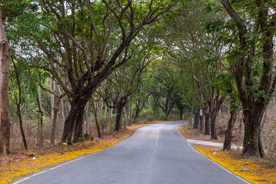 Road amidst trees in forest