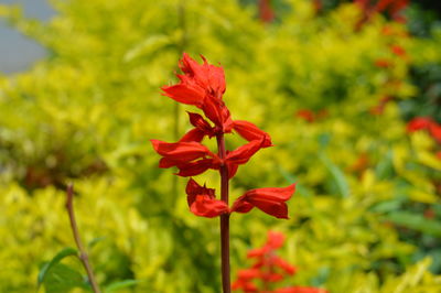 Close-up of red flowering plant