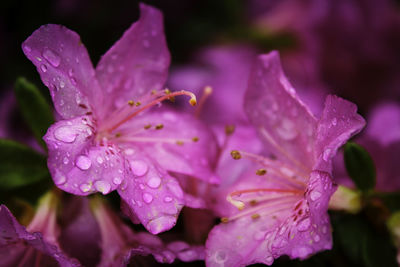 Close-up of water drops on pink rose flower