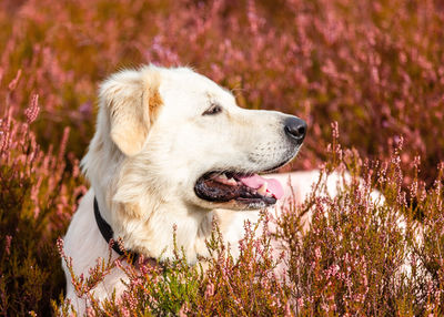 Portrait of dog on grassy field