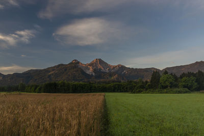 Scenic view of field against sky