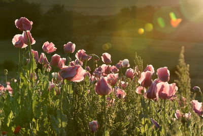 Close-up of pink flowering plants