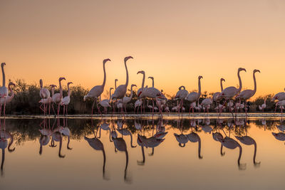 High angle view of birds in lake
