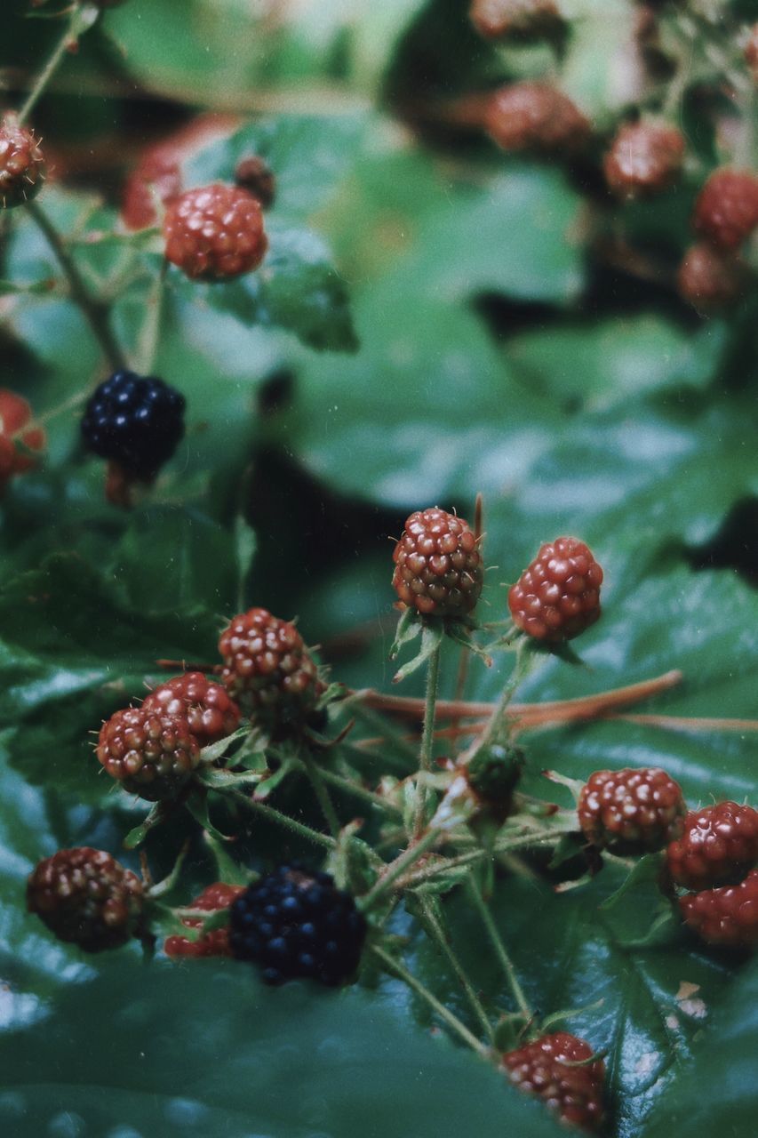 CLOSE-UP OF STRAWBERRIES