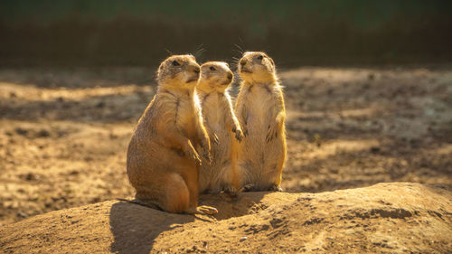 Animals sitting on rock