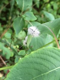 Close-up of butterfly on plant