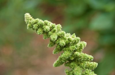 Close-up of green plant