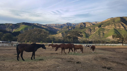 Horses in a farm