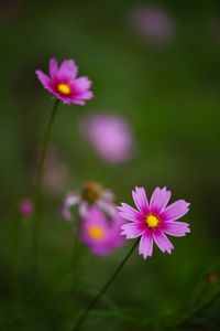 Close-up of purple cosmos flowers blooming outdoors