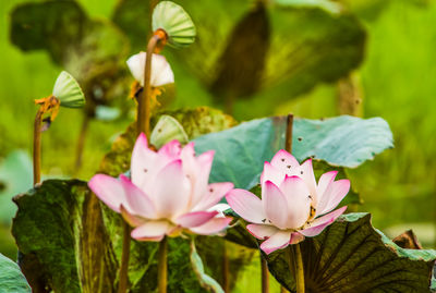 Close-up of pink lotus water lily