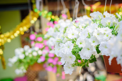 Close-up of flowers