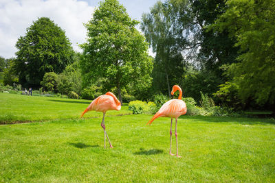 Pink flamingoes on grassy field