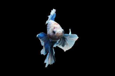 View of fish against black background