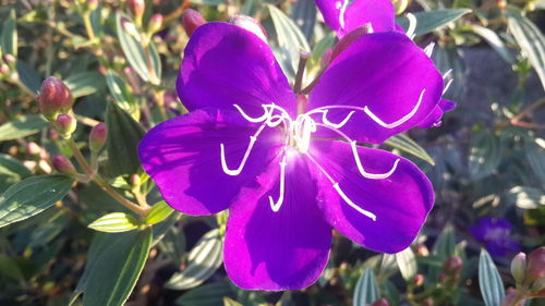 Close-up of pink flower blooming outdoors