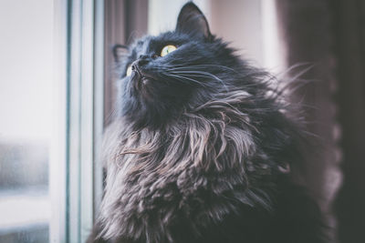 Close-up of a cat looking away