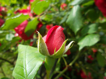 Close-up of red rose