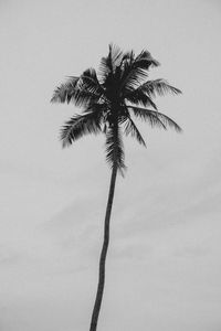 Low angle view of palm tree against sky