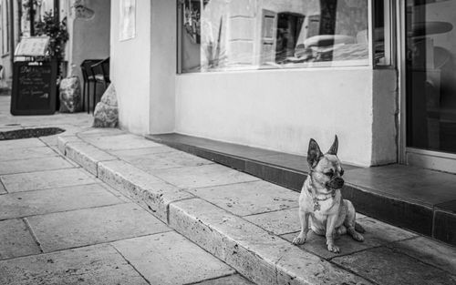 Dog sitting on street